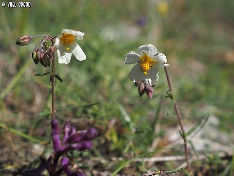 Helianthemum apenninum  Geotagged,Helianthemum apenninum,Italy,Spring