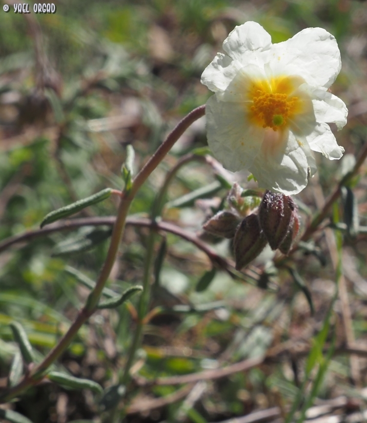 Helianthemum apenninum  Geotagged,Helianthemum apenninum,Italy,Spring