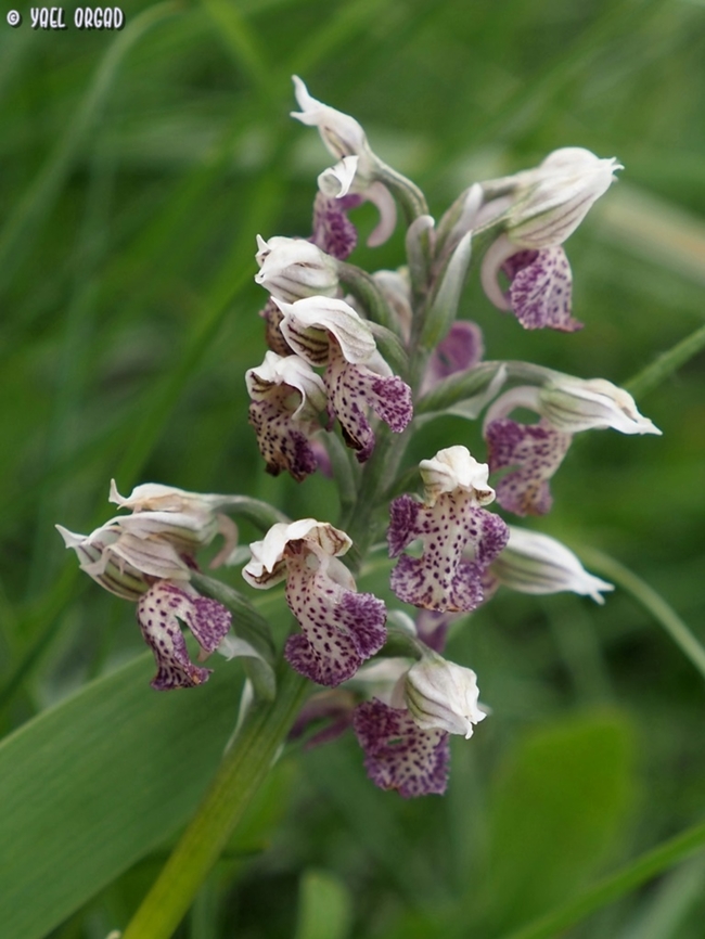 Neotinea lactea  Geotagged,Italy,Milky orchid,Neotinea lactea,Spring