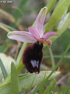 Ophrys bertolonii  Bertolonis bee orchid,Geotagged,Italy,Ophrys bertolonii,Spring