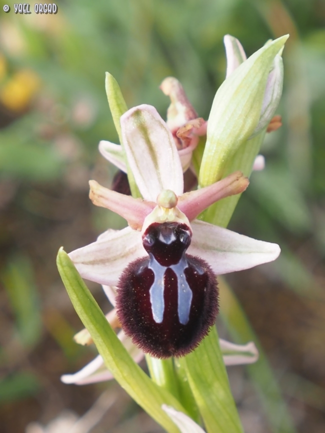 Ophrys sphegodes subsp. sipontensis  Early Spider-orchid,Geotagged,Italy,Ophrys sphegodes,Spring