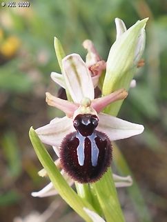 Ophrys sphegodes subsp. sipontensis  Early Spider-orchid,Geotagged,Italy,Ophrys sphegodes,Spring