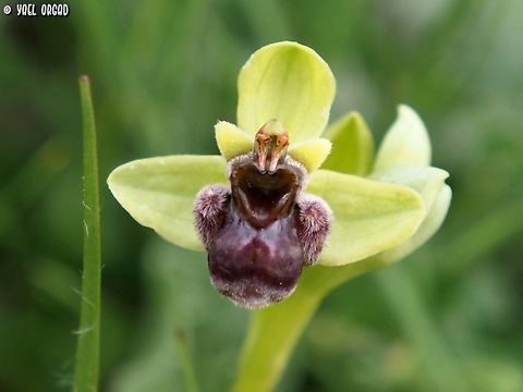 Ophrys bombyliflora  Bumblebee orchid,Geotagged,Italy,Ophrys bombyliflora,Spring