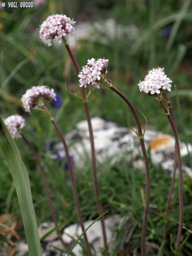 Valeriana tuberosa  Geotagged,Italy,Spring,Tuberous Valerian,Valeriana tuberosa
