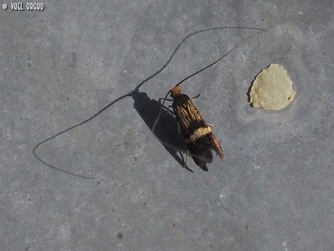 Adela croesella  Adela croesella,Geotagged,Italy,Spring