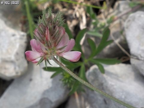 Onobrychis alba  Common sainfoin,Geotagged,Italy,Onobrychis viciifolia,Spring