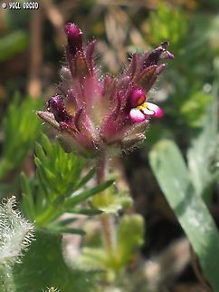 Parentucellia latifolia  Broadleaf Glandweed,Geotagged,Italy,Parentucellia latifolia,Spring