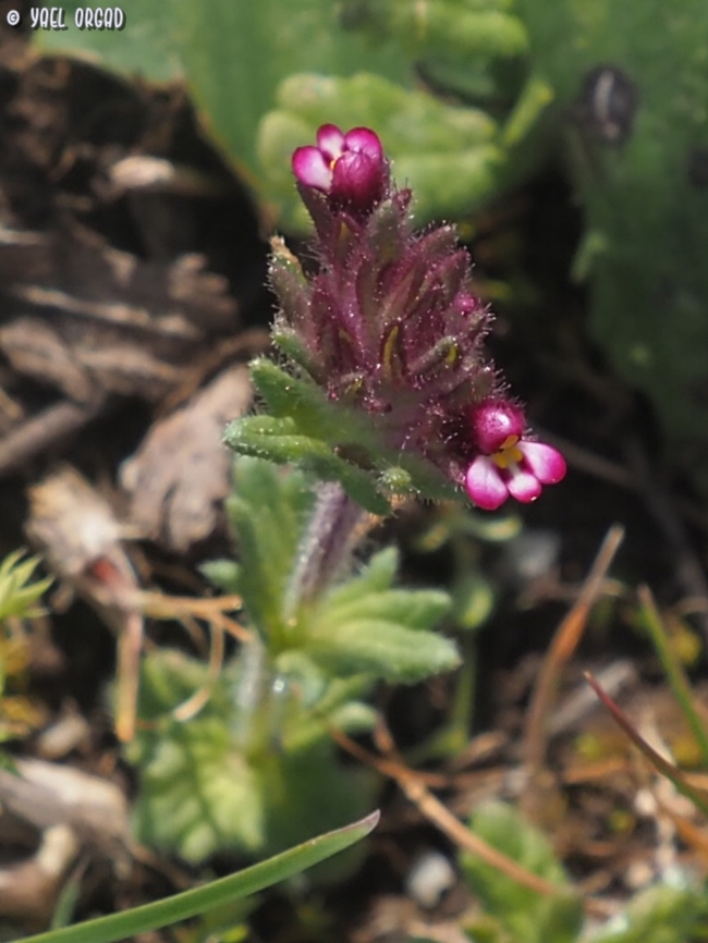 Parentucellia latifolia  Broadleaf Glandweed,Geotagged,Italy,Parentucellia latifolia,Spring