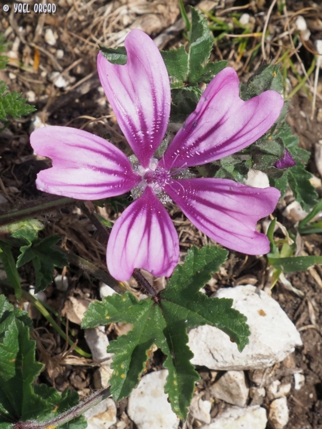 Malva sylvestris  Common Mallow,Geotagged,Italy,Malva sylvestris,Spring