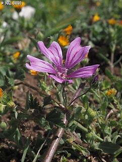 Malva sylvestris  Common Mallow,Geotagged,Italy,Malva sylvestris,Spring