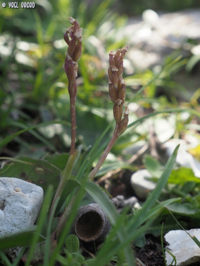 Neotinea maculata in fruit  Dense-flowered Orchid,Geotagged,Italy,Neotinea maculata,Spring