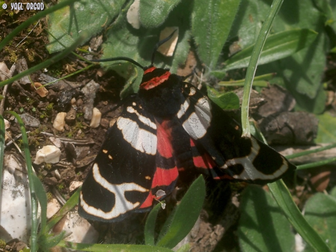 Arctia festiva  Arctia festiva,Geotagged,Hebe tiger moth,Italy,Spring