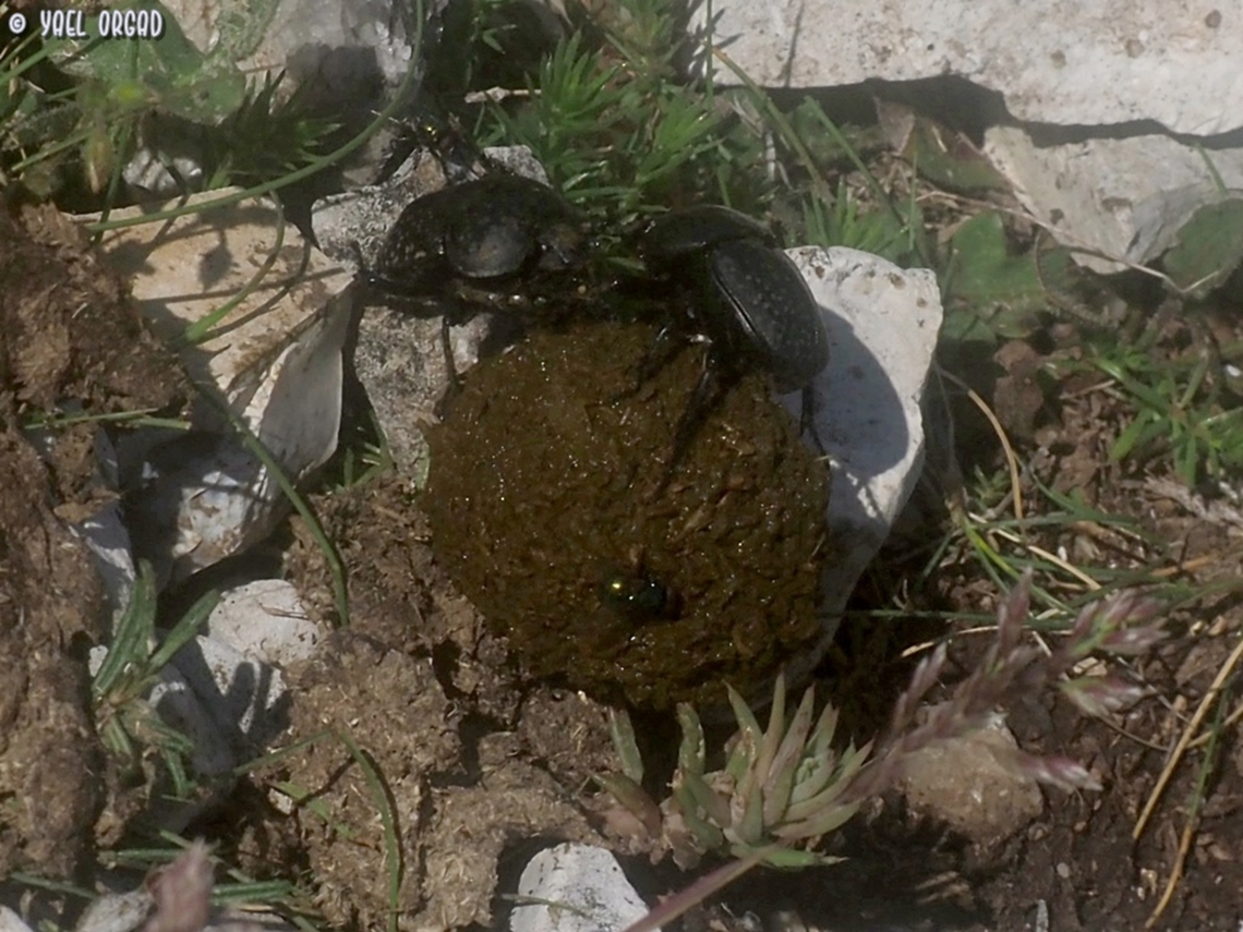Fighting over feces! Scarabaeus variolosus is a dung-beetle<br />
we saw one beetle finishing rolling a nice cow-feces ball, when a second beetle decided that it's better to take a ball someone already prepared and not to work and prepare one yourself.... <br />
the first beetle didn't give up, and there was a battle between the 2 beetles, trying to push each other, dropping on the ball from above to get it away - we called it "The Shitty War".  ;-)  Geotagged,Italy,Scarabaeus variolosus,Spring