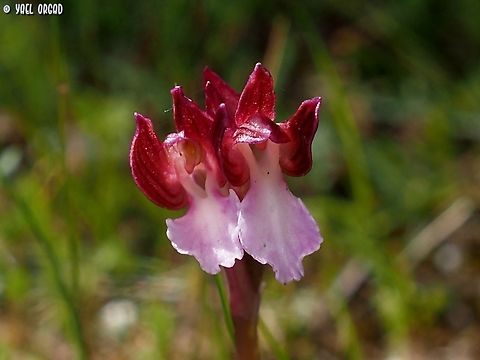Anacamptis papilionacea  Anacamptis papilionacea,Geotagged,Italy,Pink-butterfly Orchid,Spring