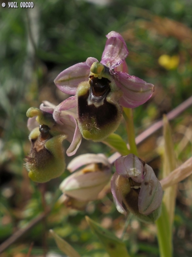 Ophrys tenthredinifera ssp. neglecta  Geotagged,Italy,Ophrys tenthredinifera,Sawfly Orchid,Spring