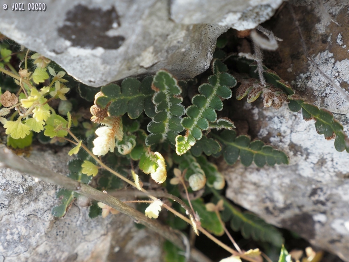 Asplenium ceterach  Asplenium ceterach,Geotagged,Italy,Rustyback,Spring