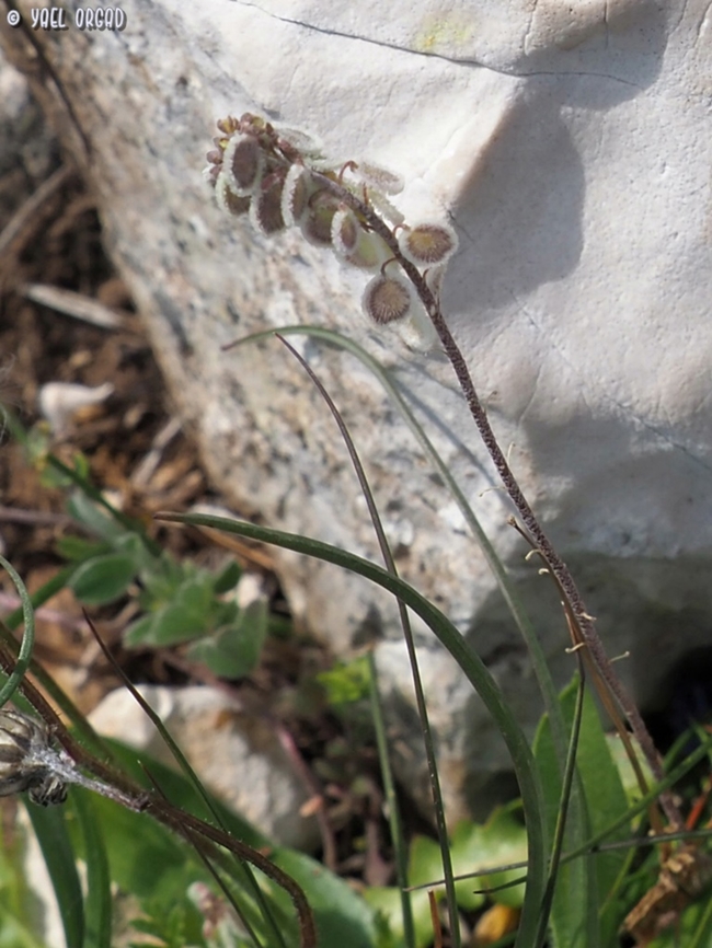 Clypeola jonthlaspi  Clypeola jonthlaspi,Geotagged,Italy,Spring