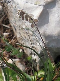 Clypeola jonthlaspi  Clypeola jonthlaspi,Geotagged,Italy,Spring