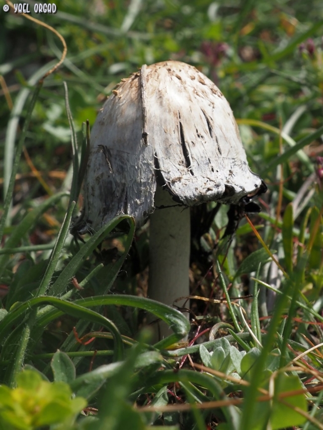 Coprinus comatus  Coprinus comatus,Geotagged,Italy,Shaggy ink cap,Spring