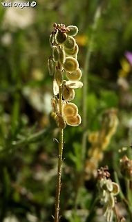 Clypeola jonthlaspi  Clypeola jonthlaspi