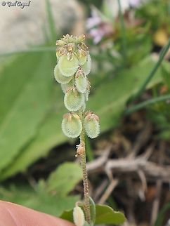Clypeola jonthlaspi  Clypeola jonthlaspi,Geotagged,Spring