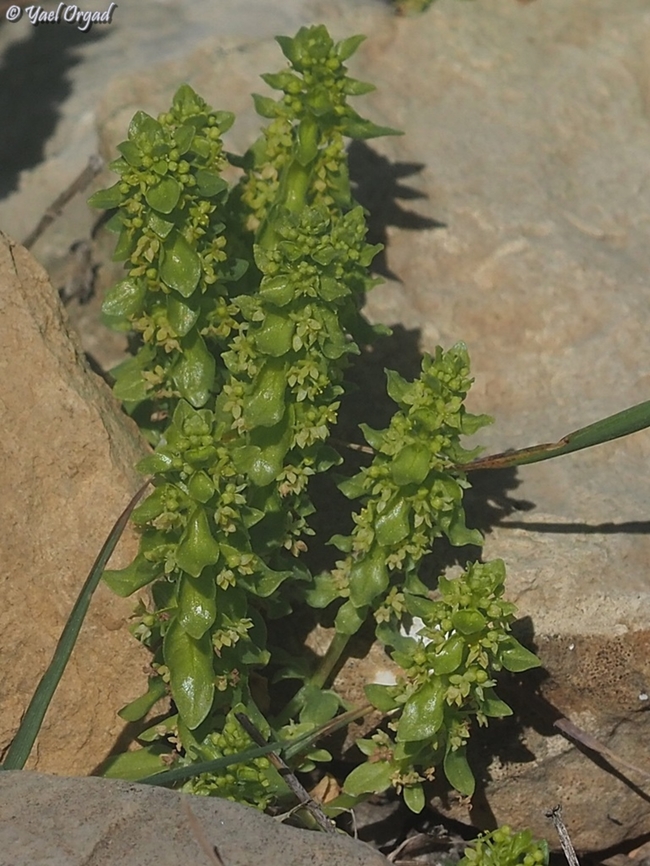 Cruciata articulata  Cruciata articulata