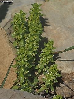 Cruciata articulata  Cruciata articulata