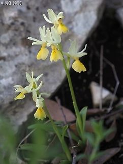 Orchis pauciflora  Geotagged,Italy,Orchis pauciflora,Sparse-flowered Orchid,Spring