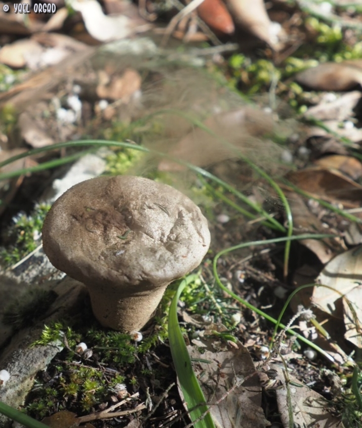 Puff the magic dragon... Lycoperdon is a puff-ball mushroom <br />
here I touched it just before clicking, and managed to catch the spores cloud it spread :-) <br />
I don&#039;t know the exact species, if anyone know, I&#039;ll be happy to learn.  Geotagged,Italy,Lycoperdon,Spring