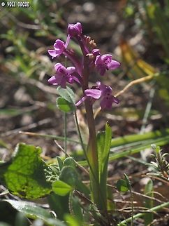 Orchis quadripunctata  Four-spotted orchis,Geotagged,Italy,Orchis quadripunctata,Spring