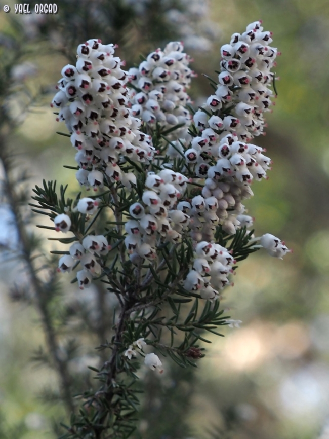 Erica arborea  Erica arborea,Geotagged,Italy,Spring,Tree heath