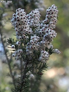 Erica arborea  Erica arborea,Geotagged,Italy,Spring,Tree heath