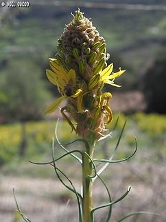 Asphodeline lutea  Asphodeline lutea,Geotagged,Italy,King's Spear,Spring