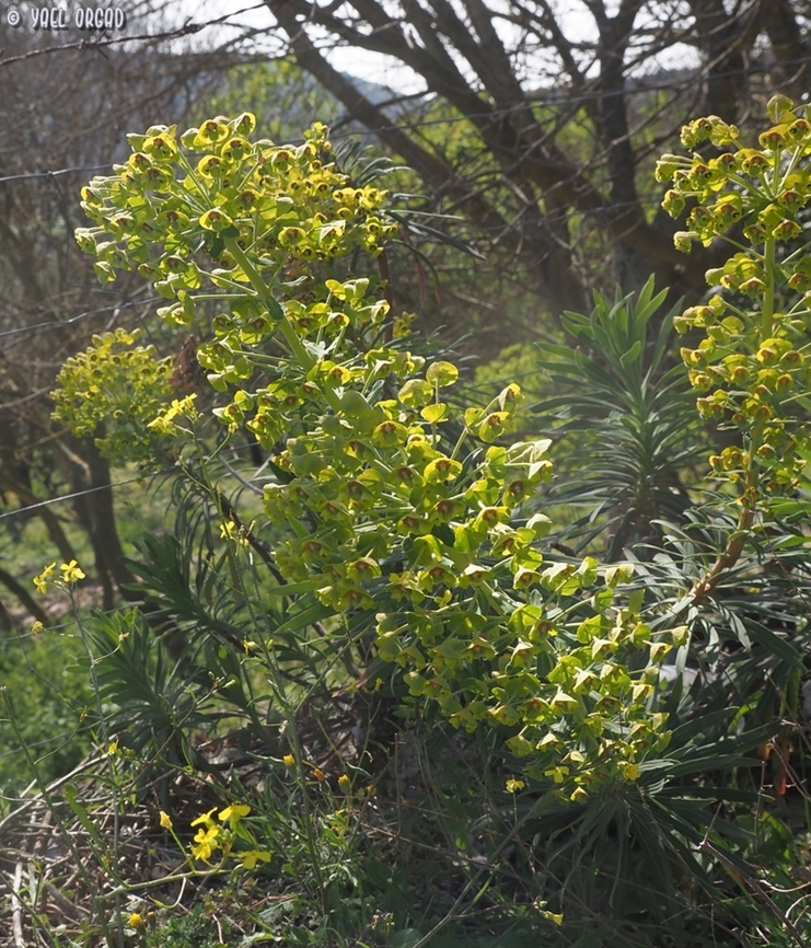 Euphorbia characias  Euphorbia characias,Geotagged,Italy,Mediterranean spurge,Spring