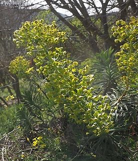 Euphorbia characias  Euphorbia characias,Geotagged,Italy,Mediterranean spurge,Spring