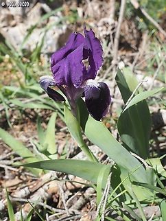Iris bicapitata  Geotagged,Iris bicapitata,Italy,Spring