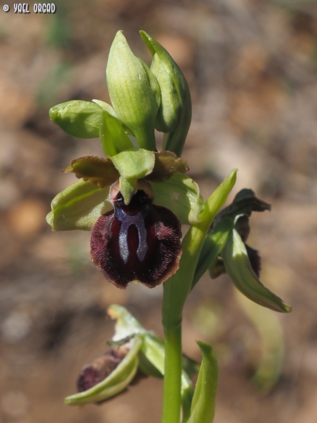 Ophrys sphegodes subsp. passionis  Geotagged,Italy,Ophrys sphegodes,Spring