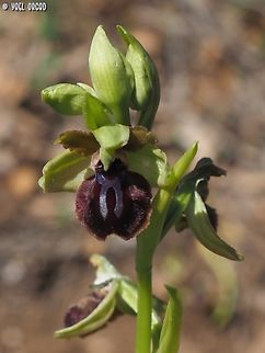 Ophrys sphegodes subsp. passionis  Geotagged,Italy,Ophrys sphegodes,Spring