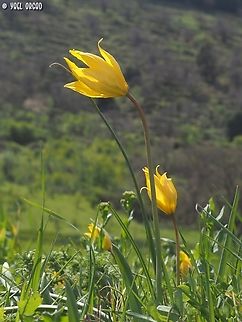 Tulipa sylvestris  Geotagged,Italy,Spring,Tulipa sylvestris,Wild Tulip