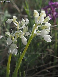 Anacamptis morio - albino  Anacamptis morio,Geotagged,Green-winged Orchid,Italy,Spring