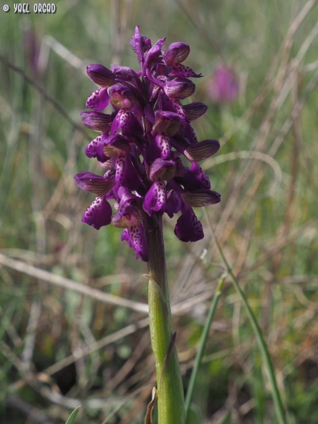 Anacamptis morio  Anacamptis morio,Geotagged,Green-winged Orchid,Italy,Spring