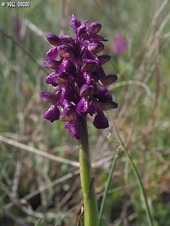 Anacamptis morio  Anacamptis morio,Geotagged,Green-winged Orchid,Italy,Spring