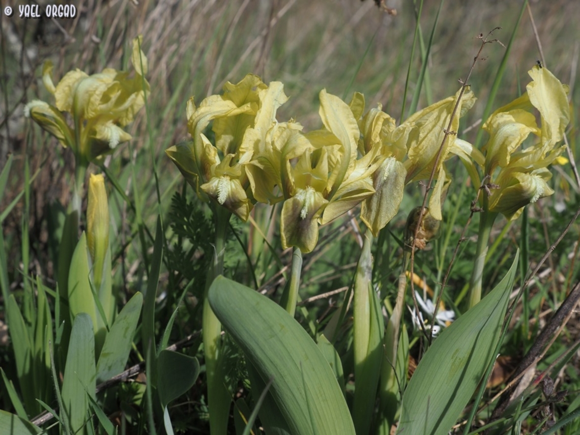 Iris pseudopumila  Geotagged,Iris pseudopumila,Italy,Spring