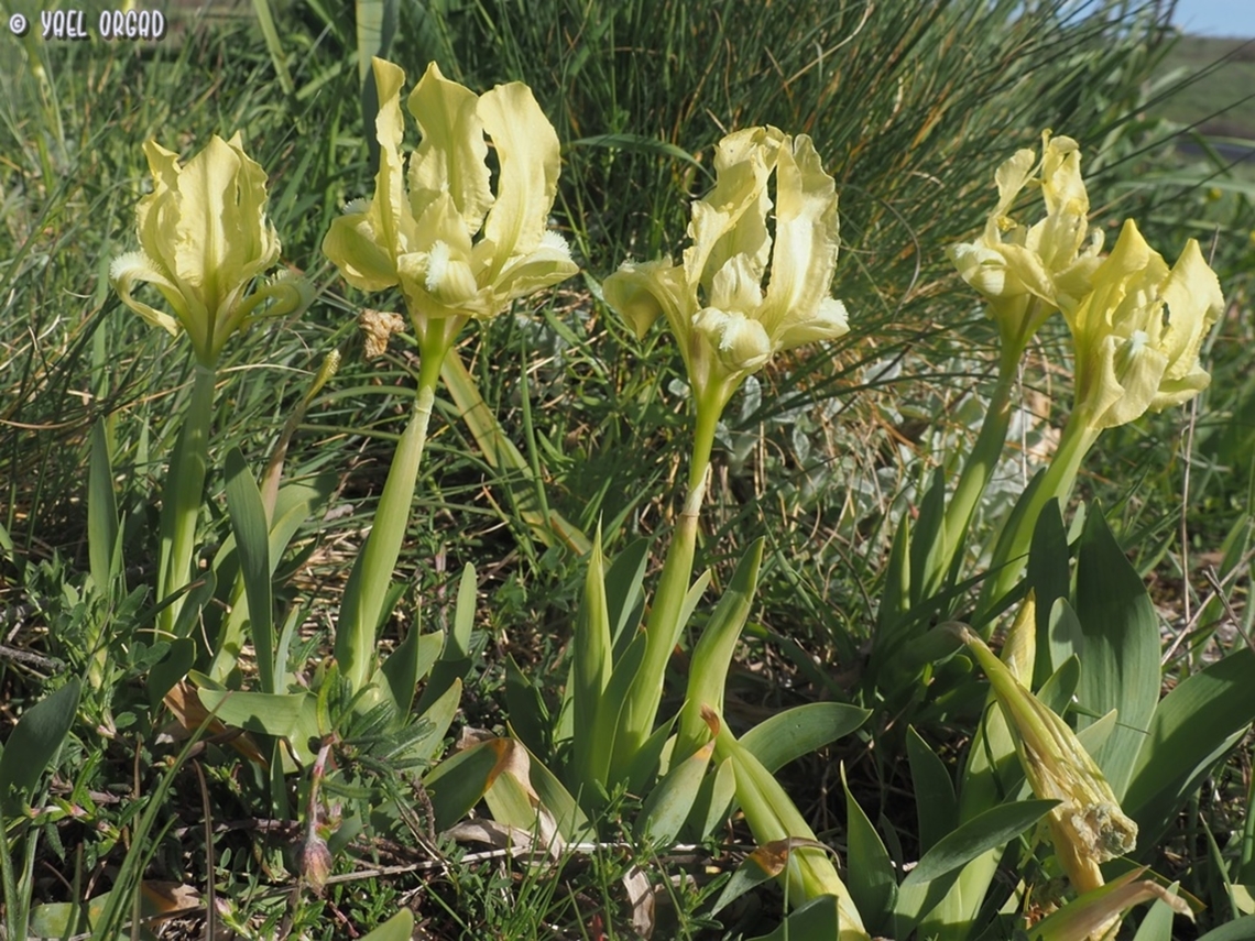 Iris pseudopumila  Geotagged,Iris pseudopumila,Italy,Spring