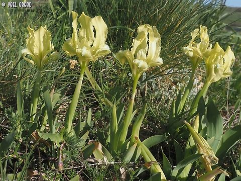 Iris pseudopumila  Geotagged,Iris pseudopumila,Italy,Spring