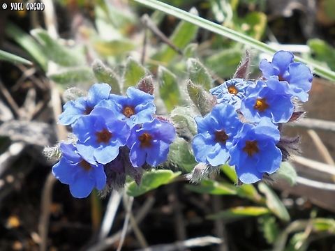 Alkanna tinctoria  Alkanet,Alkanna tinctoria,Geotagged,Italy,Spring