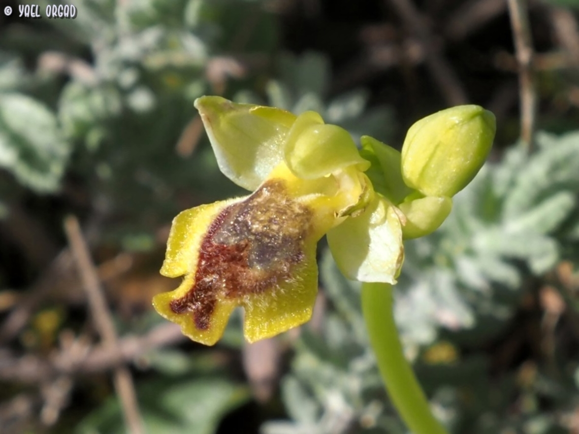 Ophrys lutea  Geotagged,Italy,Ophrys lutea,Spring,Yellow Bee-orchid
