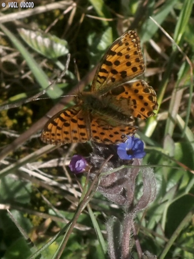 Issoria lathonia The interesting side of this butterfly is the lower side - that has spots in pearly-white color. <br />
in Hebrew, its name is something like &quot;Pearly Fritillary&quot;<br />
sadly I didn&#039;t catch the lower side...  Geotagged,Issoria lathonia,Italy,Queen of Spain Fritillary,Spring