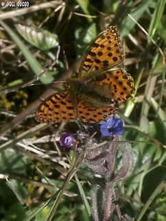 Issoria lathonia The interesting side of this butterfly is the lower side - that has spots in pearly-white color. 
in Hebrew, its name is something like "Pearly Fritillary"
sadly I didn't catch the lower side...  Geotagged,Issoria lathonia,Italy,Queen of Spain Fritillary,Spring