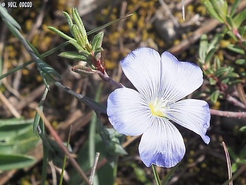 Linum austriacum ssp. tommasinii  Asian flax,Geotagged,Italy,Linum austriacum,Spring